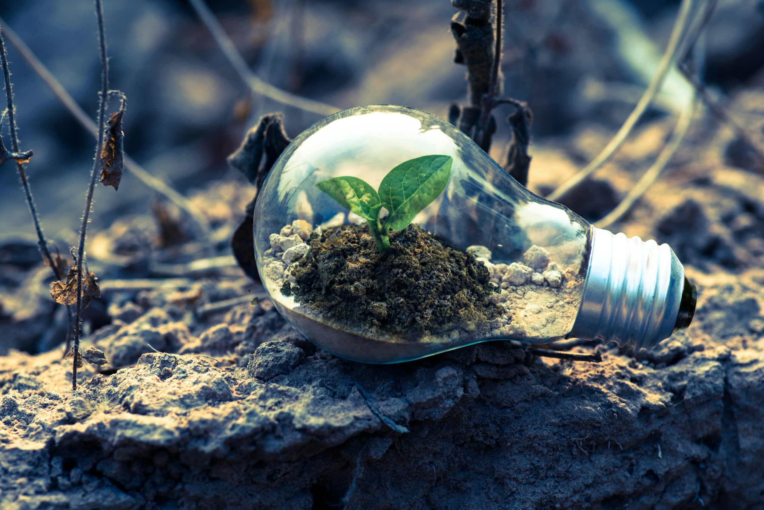 Light Bulb With Green Plant Growing Inside Over Dry Soil